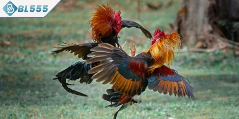 Điểm mạnh khiến người chơi yêu thích sảnh đá gà tại BL555