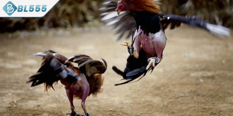 Khái quát về đá gà cựa dao BL555