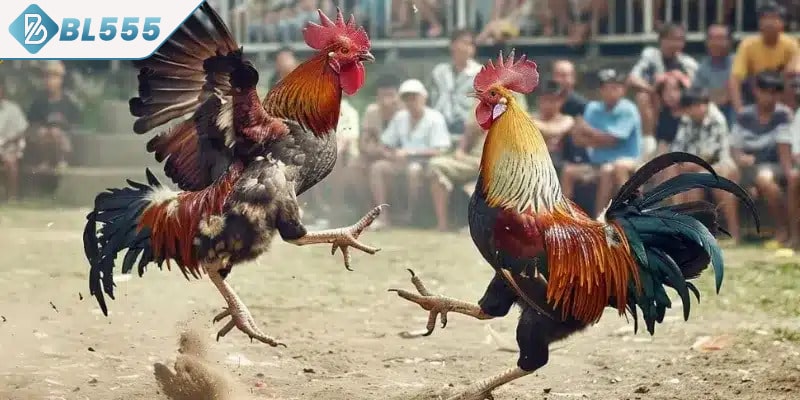 Cách xem tướng gà đá - bí quyết quan trọng để giành chiến thắng