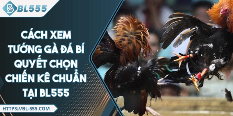 Cách Xem Tướng Gà Đá Chuẩn - Bí Quyết Chọn Gà Chiến Đỉnh Cao