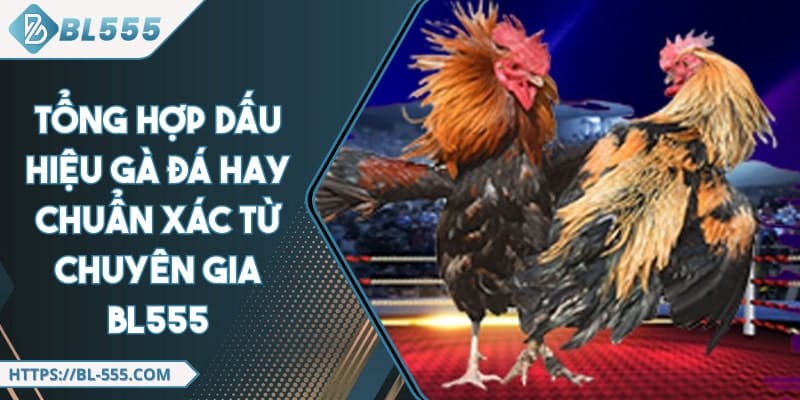 Tổng Hợp Dấu Hiệu Gà Đá Hay Chuẩn Xác Từ Chuyên Gia BL555