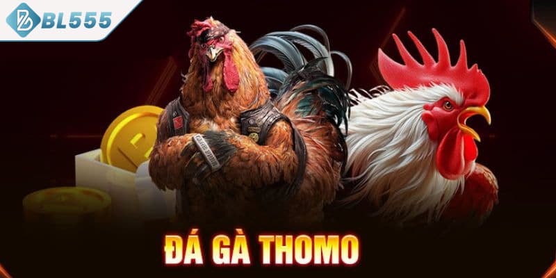 Luật đá gà Thomo chuẩn chỉnh nhất