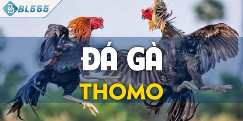 Yếu tố rất quan trọng khi cá cược đá gà Thomo BL555