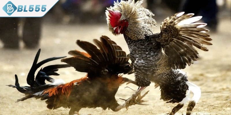 Xem tướng gà đá qua dáng đứng