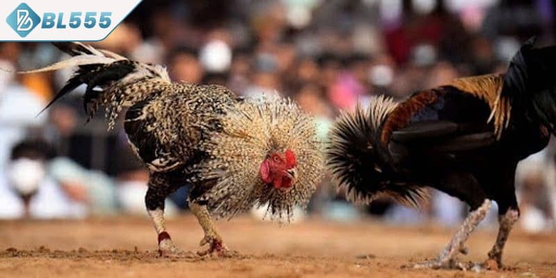 Quy trình từng bước